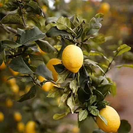 Casa Do Cabeço Alombada